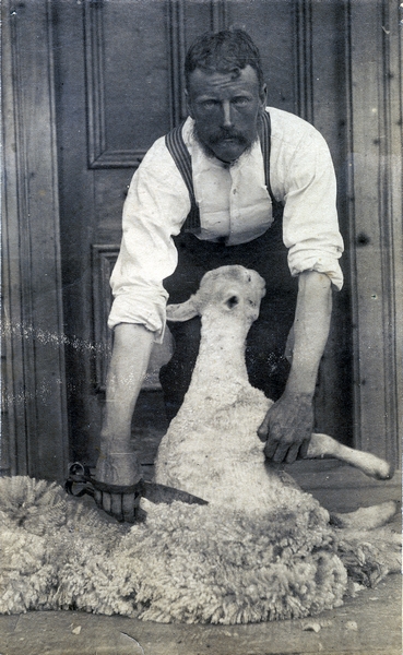 Alf Vile with hand shears in the 1880s